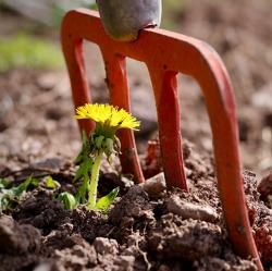 Heute findet unsere jährliche Gartenbegehung statt.